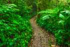 Forest trail at the Monte Verde Cloud Forest Preserve, Alajuela Province, Costa Rica Art Print